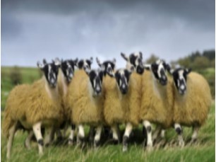 Sheep Flock Competition